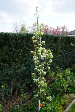 Çiçek açan sütun armut ağacı, Pyrus komünisi 