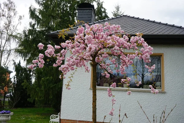 Prunus serrulata 'Kiku-shidare-Zakura' Nisan ayında bahçede çiçek açar. Prunus serrulata ya da Japon kirazı, kiraz ağacının bir türüdür. Berlin, Almanya 