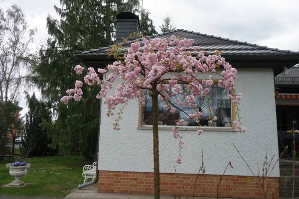 Prunus serrulata 'Kiku-shidare-Zakura' Nisan ayında bahçede çiçek açar. Prunus serrulata ya da Japon kirazı, kiraz ağacının bir türüdür. Berlin, Almanya 