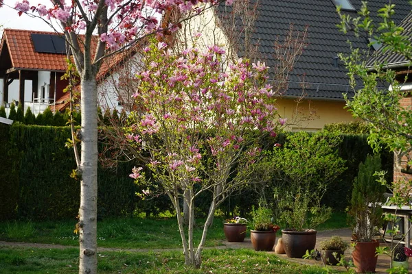 Prunus serrulata 