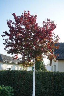 Malus 'Liset' baharda bahçede çiçek açar. Süslü elma 'Liset' mavi-kırmızı çiçeklerle karakterize edilir ve onu kahverengi-kırmızı meyveler takip eder. Berlin, Almanya 