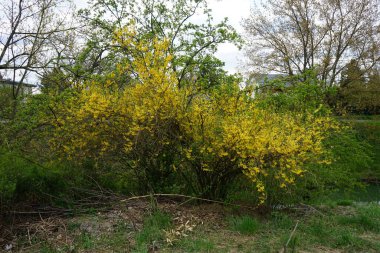 Nisanda çiçek açan Forsythia. Forsythia, Oleaceae familyasından bir bitki cinsidir. Berlin, Almanya