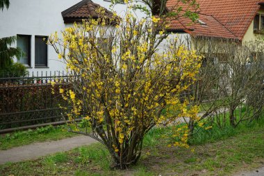 Nisanda çiçek açan Forsythia. Forsythia, Oleaceae familyasından bir bitki cinsidir. Berlin, Almanya