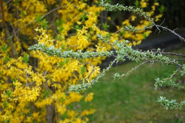 Hippophae rhamnoides 'in yeşil dalına karşılık bahçedeki Forsythia çalılarının sarı çiçekleri. Hippophae rhamnoides, Elaeagnaceae familyasından bir bitki türü. Berlin, Almanya