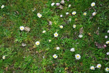 Nisan 'da çiçek açan Bellis Perennis. Bellis perennis, Asteraceae familyasından bir papatya türüdür. Berlin, Almanya 
