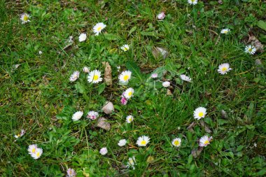 Nisan 'da çiçek açan Bellis Perennis. Bellis perennis, Asteraceae familyasından bir papatya türüdür. Berlin, Almanya 