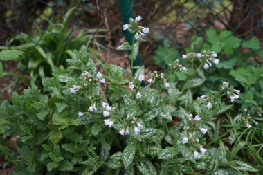 Pulmonaria saccharata 'Opal' baharda açar. Akciğer otu (