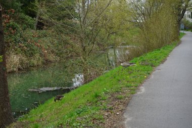 Nisan ayında Wuhle Nehri yakınlarında bir çift Pomeranya kazları yaşamaktadır. Pomeranya kazı (Pommerngans, L 'oie de Pomeranie, Ruegener kazı olarak da bilinir), evcil bir kaz türüdür. Berlin, Almanya 