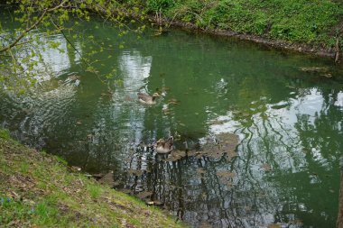 Nisan ayında Wuhle Nehri yakınlarında bir çift Pomeranya kazları yaşamaktadır. Pomeranya kazı (Pommerngans, L 'oie de Pomeranie, Ruegener kazı olarak da bilinir), evcil bir kaz türüdür. Berlin, Almanya 