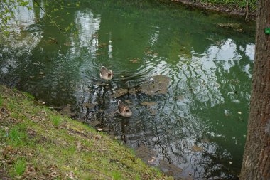 Nisan ayında Wuhle Nehri yakınlarında bir çift Pomeranya kazları yaşamaktadır. Pomeranya kazı (Pommerngans, L 'oie de Pomeranie, Ruegener kazı olarak da bilinir), evcil bir kaz türüdür. Berlin, Almanya 