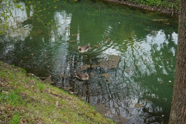 Nisan ayında Wuhle Nehri yakınlarında bir çift Pomeranya kazları yaşamaktadır. Pomeranya kazı (Pommerngans, L 'oie de Pomeranie, Ruegener kazı olarak da bilinir), evcil bir kaz türüdür. Berlin, Almanya 