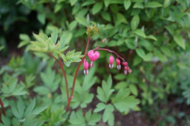 Baharda çiçek açan Dicentra tayfları. Dicentra, kanayan kalpler olarak da bilinir, garip şekilli çiçekleri ve ince bölünmüş yaprakları olan bitkisel bir bitkidir. Berlin, Almanya 