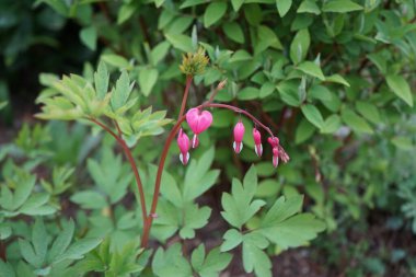 Baharda çiçek açan Dicentra tayfları. Dicentra, kanayan kalpler olarak da bilinir, garip şekilli çiçekleri ve ince bölünmüş yaprakları olan bitkisel bir bitkidir. Berlin, Almanya 
