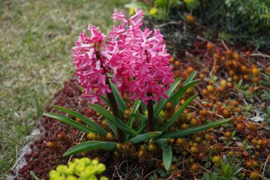 Baharda bahçede pembe sümbüller. Sümbül (