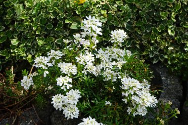 Iberis sempervirens in the garden in spring. Iberis sempervirens, the evergreen candytuft or perennial candytuft, is a species of flowering plant in the family Brassicaceae. Berlin, Germany 