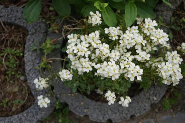 Baharda Arap Kafkasya 'nın beyaz çiçekleri. Arap Kafkasya (