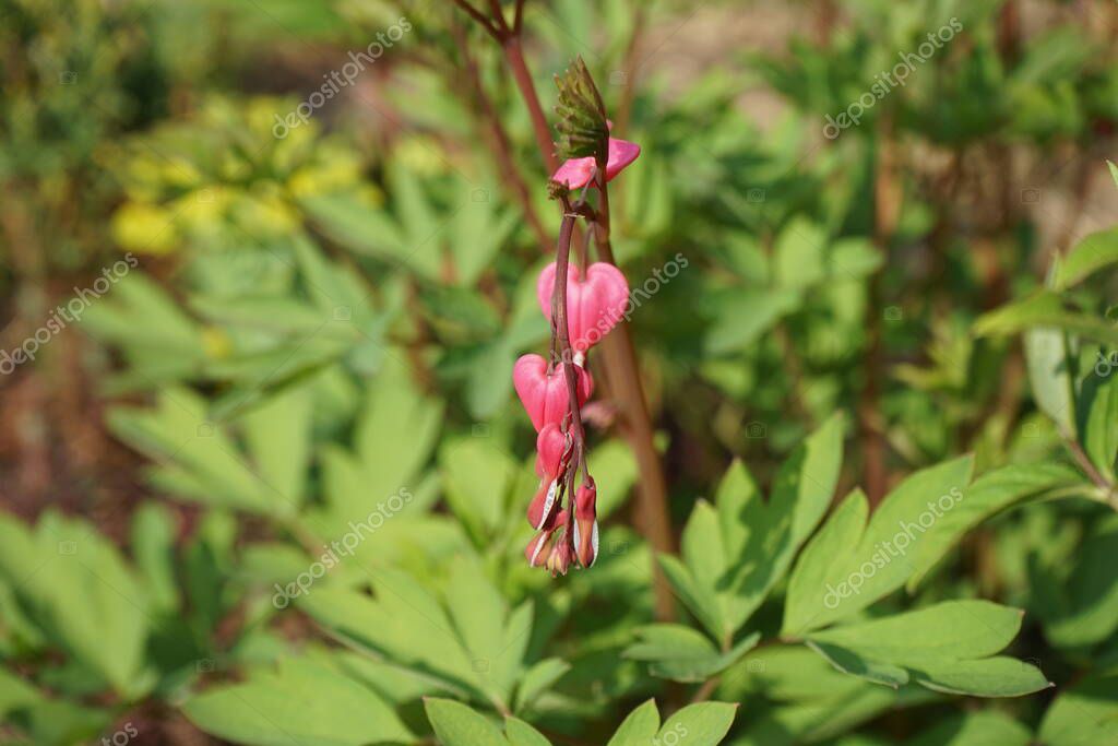 Blooming Dicentra spectabilis in spring. Dicentra, known as bleedinghearts, is a herbaceous