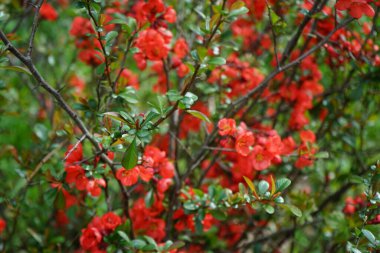Chaenomeles spp. blooms red flowers in April. Chaenomeles is a genus of deciduous spiny shrubs in the family Rosaceae. Berlin, Germany