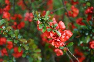 Chaenomeles spp. blooms red flowers in April. Chaenomeles is a genus of deciduous spiny shrubs in the family Rosaceae. Berlin, Germany