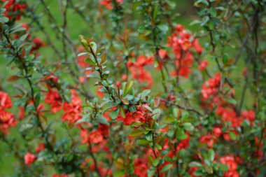 Chaenomeles spp. blooms red flowers in April. Chaenomeles is a genus of deciduous spiny shrubs in the family Rosaceae. Berlin, Germany