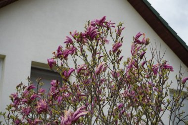 Magnolia liliiflora against a white house blooms in April in the garden. Magnolia liliiflora, woody-orchid, Mulan-, purple-, red-, lily-, tulip- and Jane magnolia, is a small tree. Berlin, Germany 