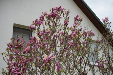 Magnolia liliiflora against a white house blooms in April in the garden. Magnolia liliiflora, woody-orchid, Mulan-, purple-, red-, lily-, tulip- and Jane magnolia, is a small tree. Berlin, Germany 