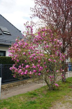 Magnolia liliiflora blooms in April in the garden. Magnolia liliiflora, woody-orchid, Mulan-, purple-, red-, lily-, tulip- and Jane magnolia, is a small tree. Berlin, Germany 