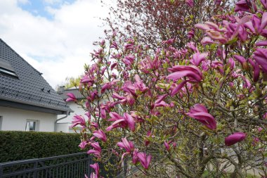 Magnolia liliiflora blooms in April in the garden. Magnolia liliiflora, woody-orchid, Mulan-, purple-, red-, lily-, tulip- and Jane magnolia, is a small tree. Berlin, Germany 