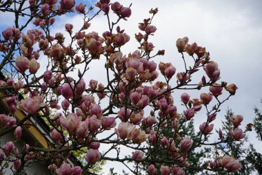 Magnolia denudata 'Festirose' at the end of flowering in April. Magnolia denudata, the lilytree or Yulan magnolia, is a rather low, rounded, thickly branched, and coarse-textured tree in the genus Magnolia and family Magnoliaceae. Berlin, Germany 