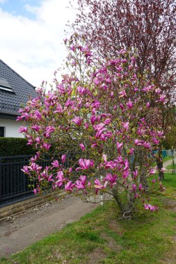 Magnolia liliiflora blooms in April in the garden. Magnolia liliiflora, woody-orchid, Mulan-, purple-, red-, lily-, tulip- and Jane magnolia, is a small tree. Berlin, Germany 
