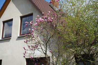 Magnolia liliiflora against a white house blooms in April in the garden. Magnolia liliiflora, woody-orchid, Mulan-, purple-, red-, lily-, tulip- and Jane magnolia, is a small tree. Berlin, Germany 