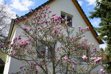 Magnolia liliiflora against a white house blooms in April in the garden. Magnolia liliiflora, woody-orchid, Mulan-, purple-, red-, lily-, tulip- and Jane magnolia, is a small tree. Berlin, Germany 