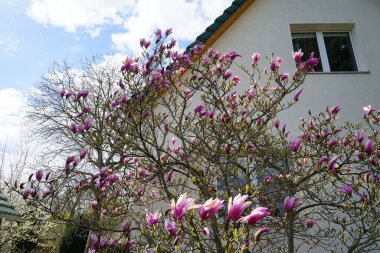 Magnolia liliiflora against a white house blooms in April in the garden. Magnolia liliiflora, woody-orchid, Mulan-, purple-, red-, lily-, tulip- and Jane magnolia, is a small tree. Berlin, Germany 