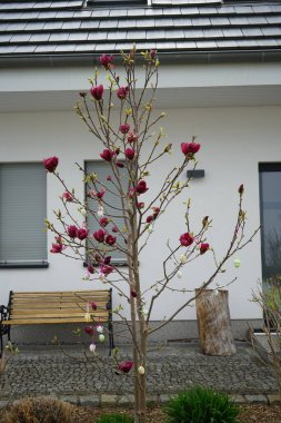 Magnolia x soulangiana 'Genie' with large, dark red flowers in April. Magnolia x soulangeana, Magnolia denudata x Magnolia liliiflora, the saucer magnolia, is a hybrid flowering plant in the genus Magnolia and family Magnoliaceae. Berlin, Germany