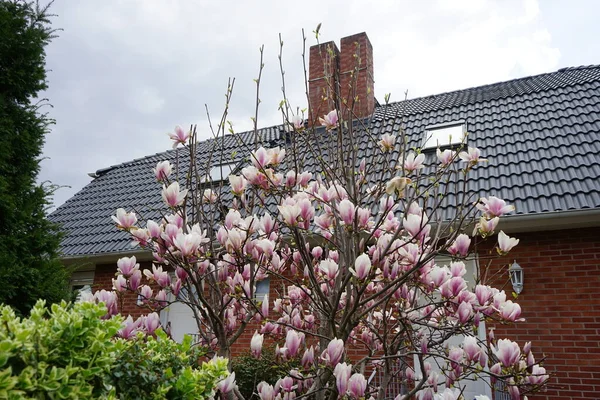Magnolia x soulangeana blooms in April in the garden. Magnolia x soulangeana, Magnolia denudata x Magnolia liliiflora, the saucer magnolia, is a hybrid flowering plant in the genus Magnolia and family Magnoliaceae. Berlin, Germany 