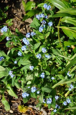 Blue forget-me-nots in spring. Myosotis, forget-me-nots or scorpion grasses, is a genus of flowering plants in the family Boraginaceae. Berlin, Germany 