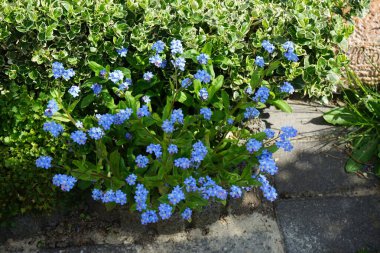 Blue forget-me-nots in spring. Myosotis, forget-me-nots or scorpion grasses, is a genus of flowering plants in the family Boraginaceae. Berlin, Germany 
