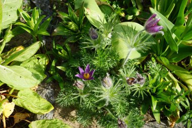 Beautiful Pulsatilla vulgaris in the garden in spring. Pulsatilla vulgaris, the pasqueflower, is a species of flowering plant belonging to the buttercup family, Ranunculaceae. Berlin, Germany 