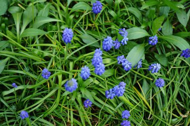 Muscari armeniacum in the garden in April. Muscari armeniacum is a species of flowering plant in the squill subfamily Scilloideae of the asparagus family Asparagaceae. Berlin, Germany