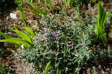 Andromeda polifolia 'Blue Ice' blooms pink in spring in the garden. Andromeda polifolia, common name bog-rosemary, is a species of flowering plant in the heath family Ericaceae. Berlin, Germany