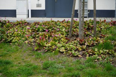 Bergenia Nisan 'da bir çiçek tarhında. Bergenia (fil kulaklı saksafon), Saxifragaceae familyasından on tür bitki türü. Berlin, Almanya 