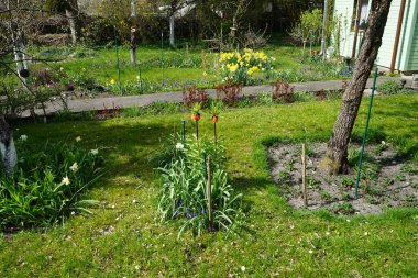 Flowering vegetation in the garden in spring. Berlin, Germany 