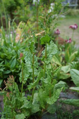 Sorrel, Rumex acetosa, common sorrel or garden sorrel, is a perennial herbaceous plant in the family Polygonaceae. Berlin, Germany