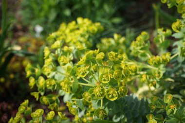 Baharda çiçek açan Euphorbia miriziti. Euphorbia myrsinites ya da öforbia myrsinites, spurge familyasından sulu bir bitki türüdür. Berlin, Almanya 