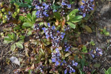 Ajuga reptans in spring in the garden. Ajuga reptans, bugle, blue bugle, bugleherb, bugleweed, carpetweed, carpet bugleweed, common bugle, St. Lawrence plant. It is an herbaceous flowering plant, in the mint family. Berlin, Germany 