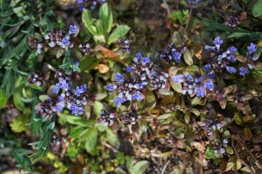 Ajuga reptans in spring in the garden. Ajuga reptans, bugle, blue bugle, bugleherb, bugleweed, carpetweed, carpet bugleweed, common bugle, St. Lawrence plant. It is an herbaceous flowering plant, in the mint family. Berlin, Germany 