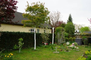Flowering vegetation in the garden in spring. Berlin, Germany 