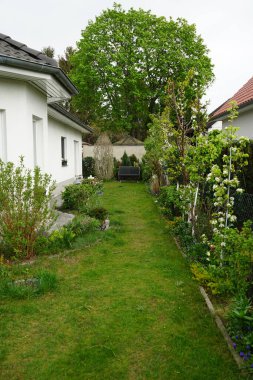 Flowering vegetation in the garden in spring. Berlin, Germany 