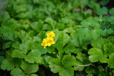 Waldsteinia ternata with yellow flowers in spring. Waldsteinia, the barren strawberries, is a genus of the rose family, Rosaceae. Berlin, Germany