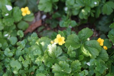 Waldsteinia ternata with yellow flowers in spring. Waldsteinia, the barren strawberries, is a genus of the rose family, Rosaceae. Berlin, Germany